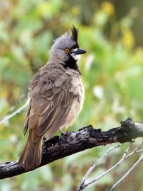 Crested_Bellbird_Peter Jacobs